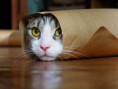 /album/fenykepgaleria/maxresdefault-jpg/