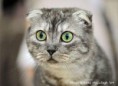 /album/fenykepgaleria/scottish-fold-cat-photo-1-jpg/